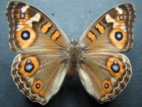 Junonia villida calybe - Adult